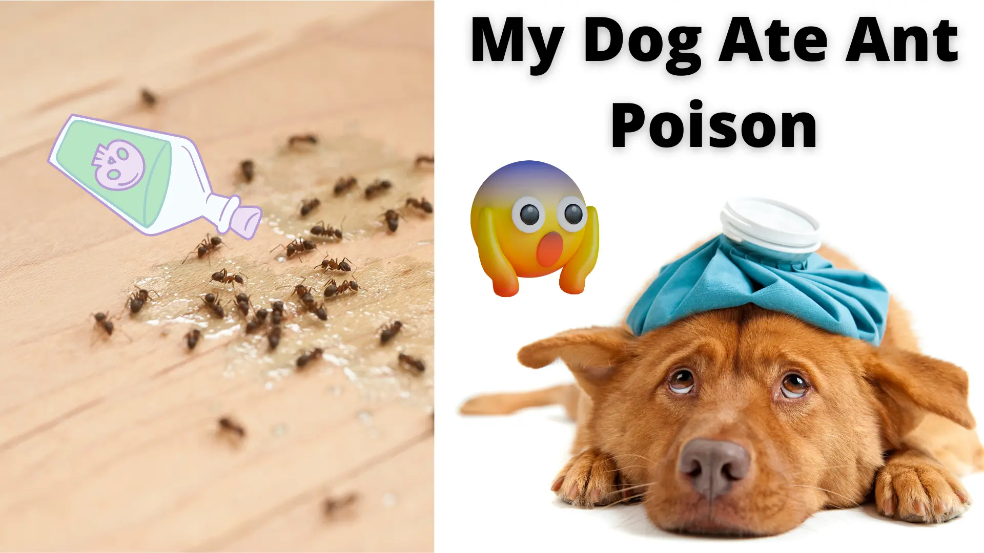 My Dog Ate Ant Poison.webp