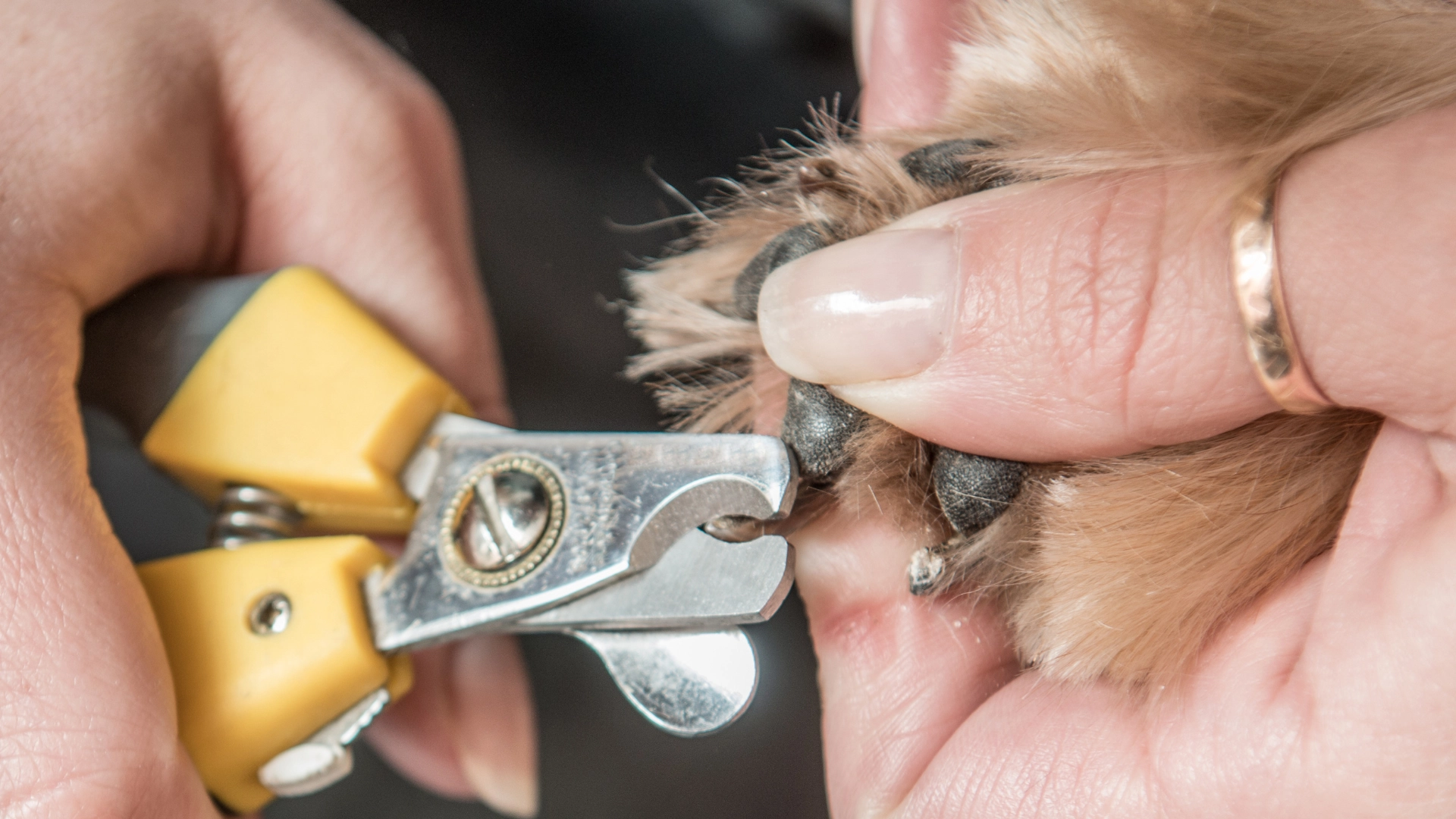 how to cut puppy nails