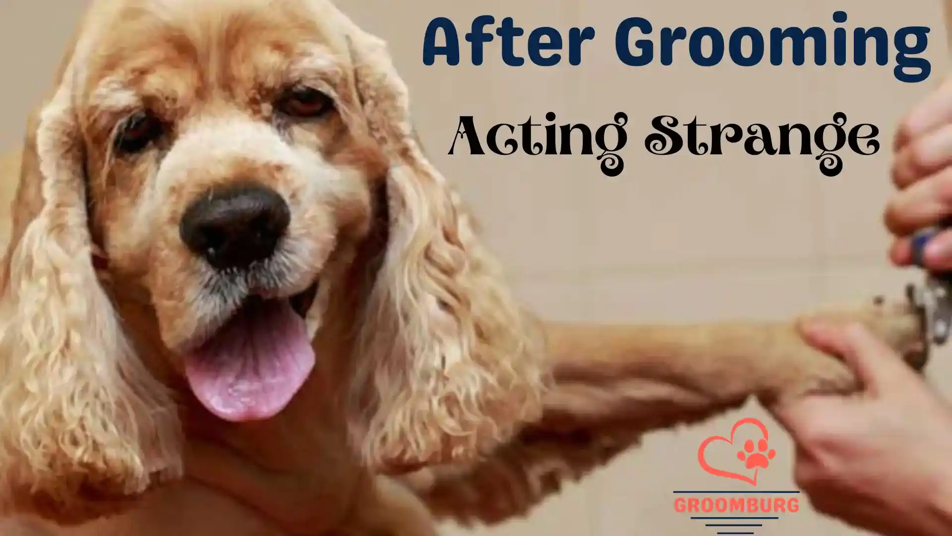 Why is Your Dog Acting Strange After Grooming Session