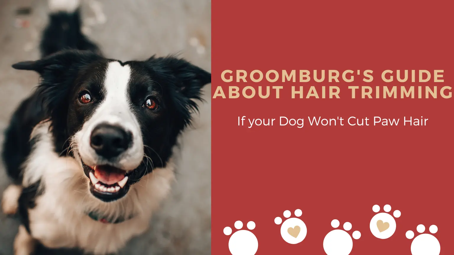 Trimming Hair Around the Paw Pads – Groomburg’s Guide If your Dog Won’t Cut Paw Hair