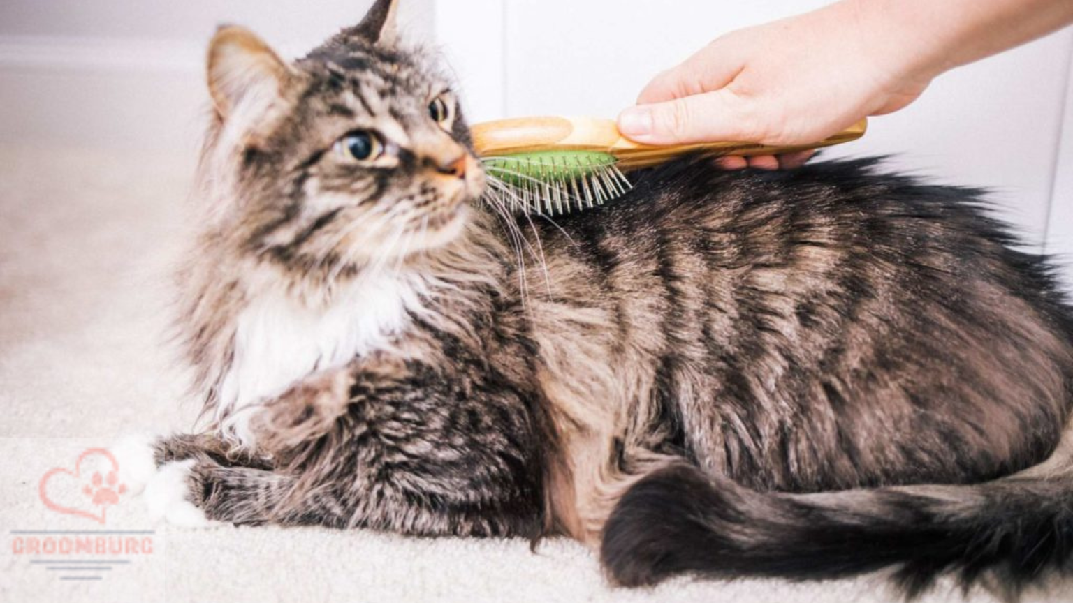 How Often Should you Brush your Cat