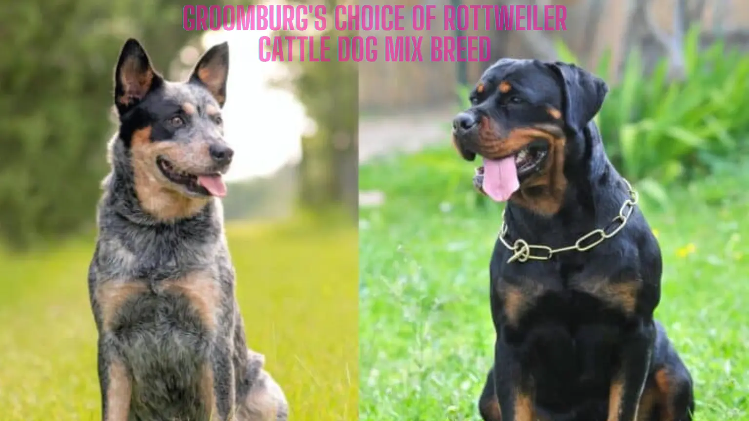 Rottweiler Cattle Dog Mix Breed