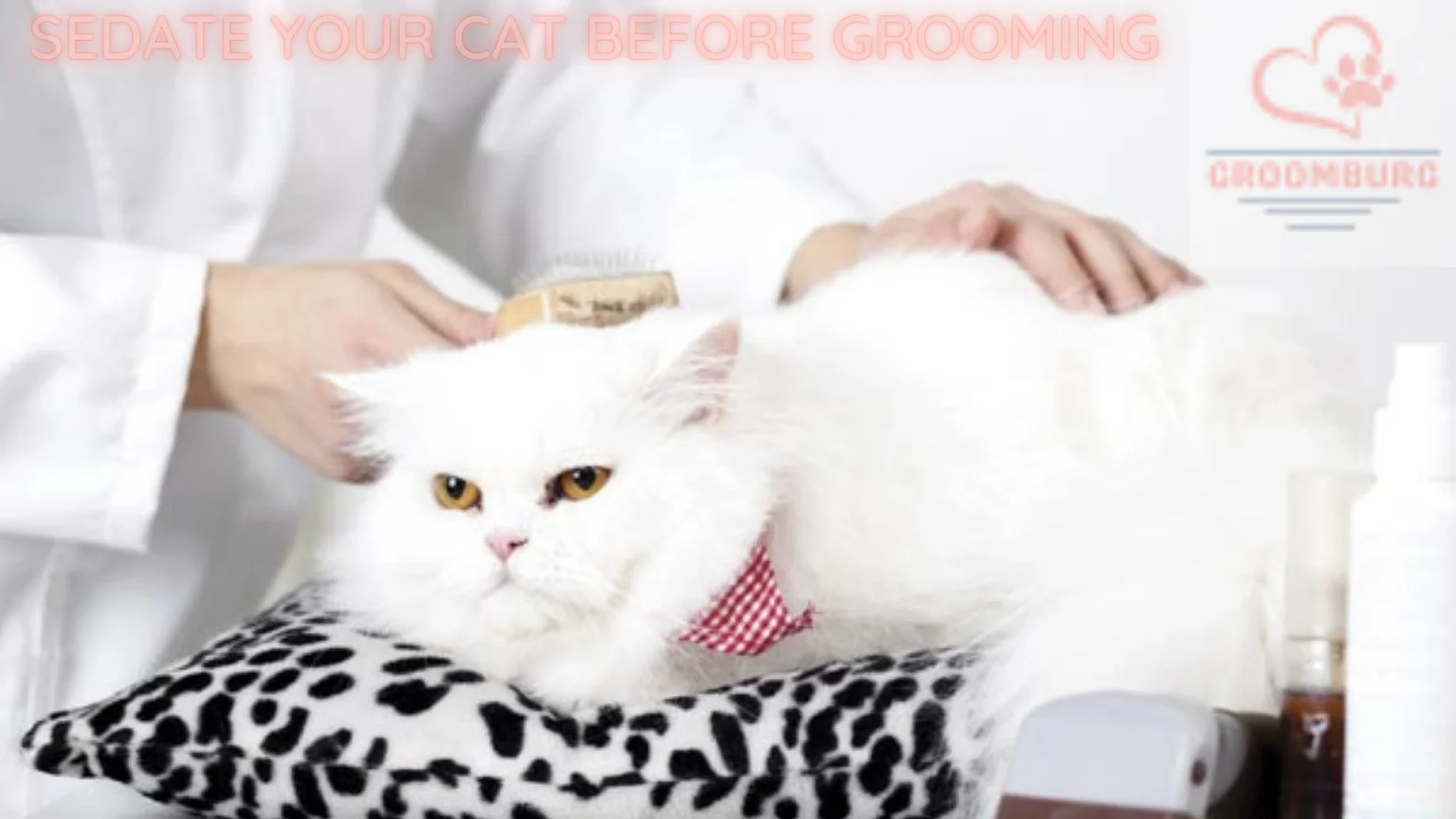 Cat Sedative for Grooming – Medicated and Non-Medicated Treatments