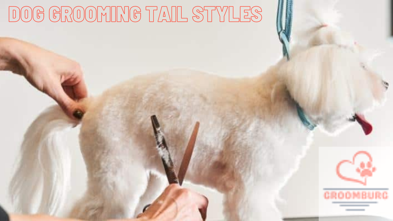 Dog Grooming Tail Styles