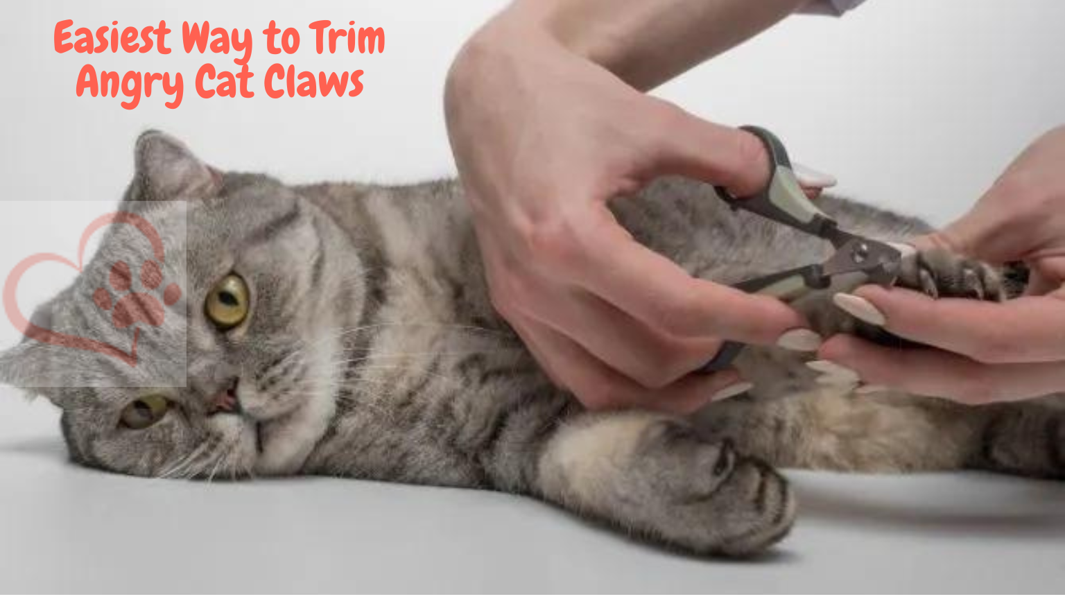 How to Trim Angry Cat Claws