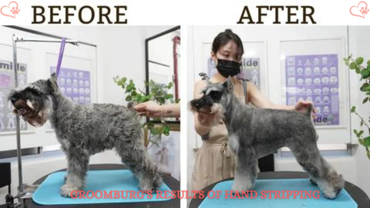 Hand Stripping Dog Grooming – Everything you Needs to Know