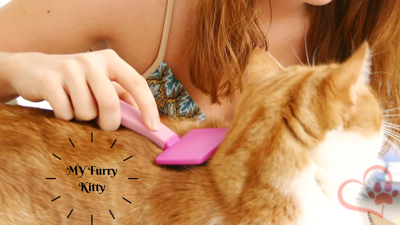An Ultimate Guide to Long Haired Cat Brushing