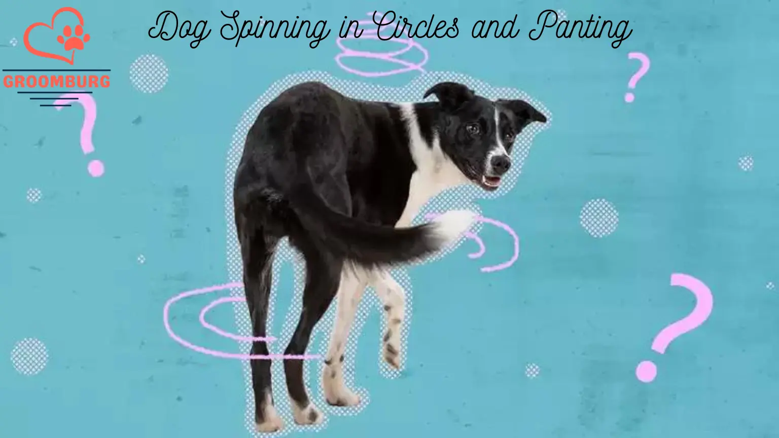Dog Spinning in Circles and Panting