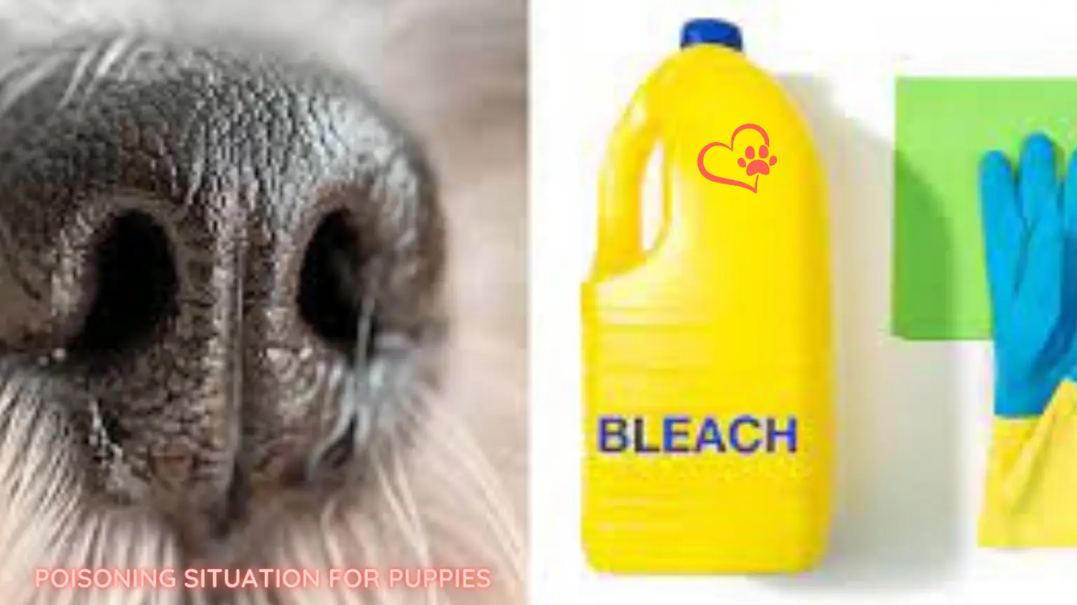 Dog Drinks Bleach