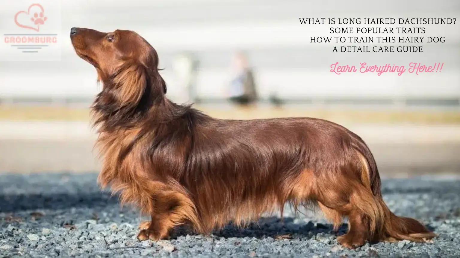 The Stylish Long Haired Weiner Dog Breed – Honest Pet Advice about this Awesome Dachshund