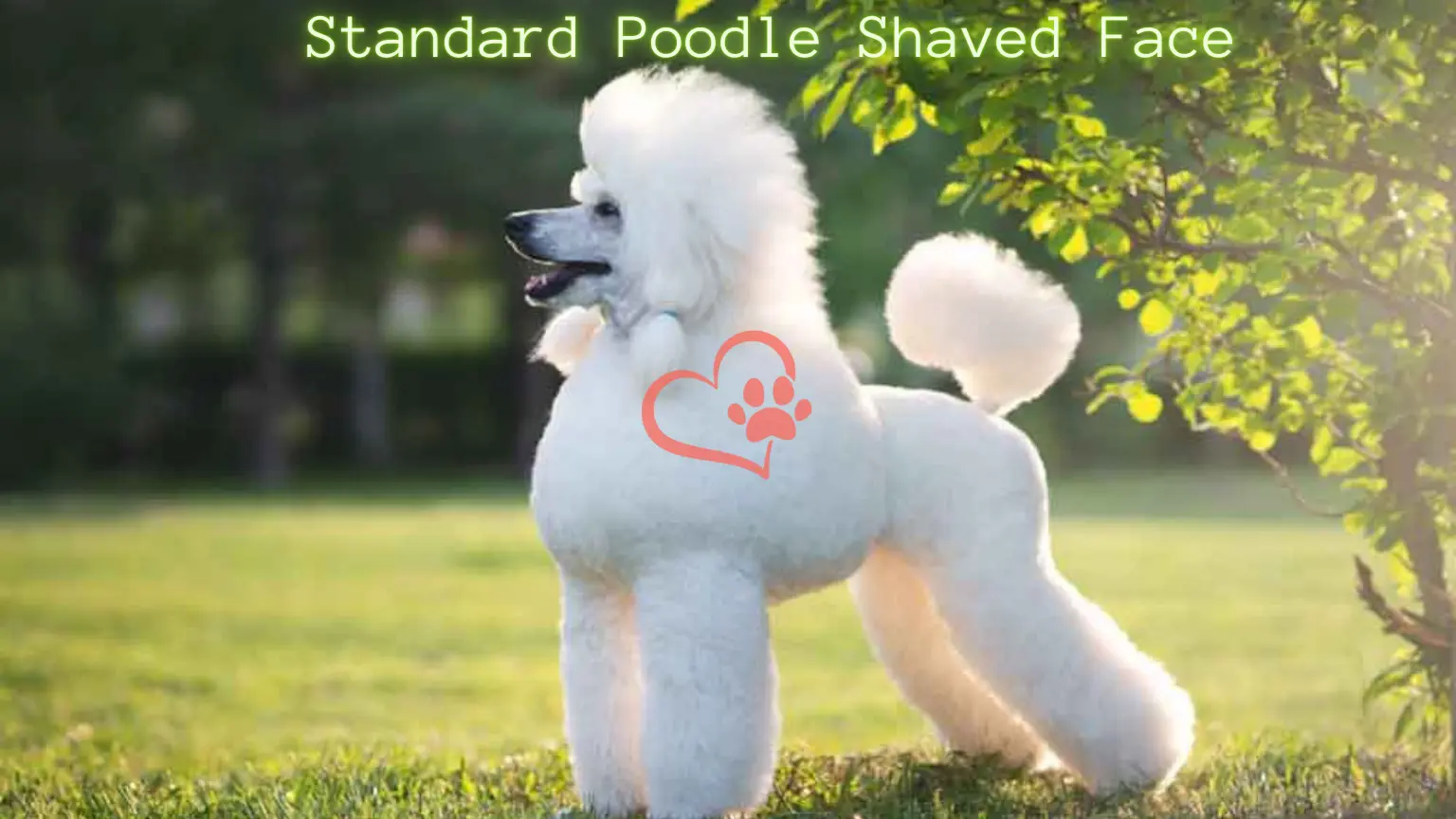 how to keep a standard poodle shaved face