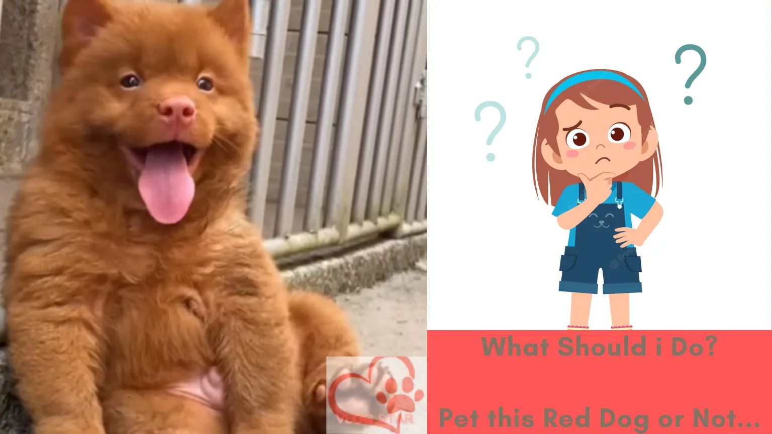 Should you Really Pet this Red Cantonese Bear Dog?