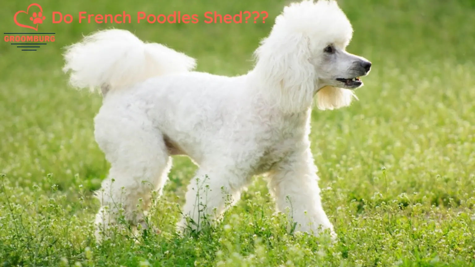 How Much Do French Poodles Shed? Coat Care Guide and Some Truths of Hair Loss