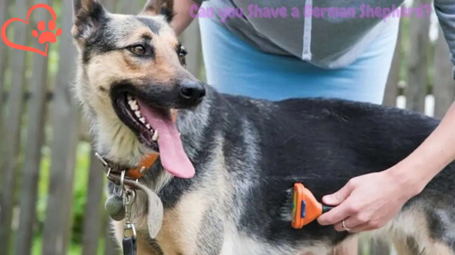 Can you Shave a German Shepherd – Try These Tips
