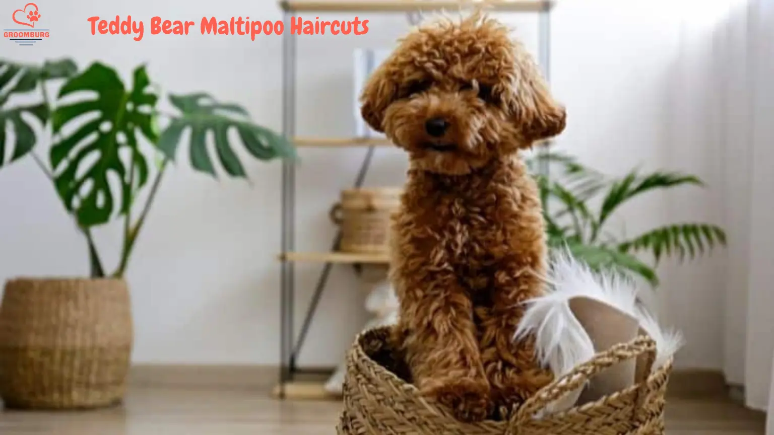 5 Cute Teddy Bear Maltipoo Haircuts: Some Bonus Grooming Tips