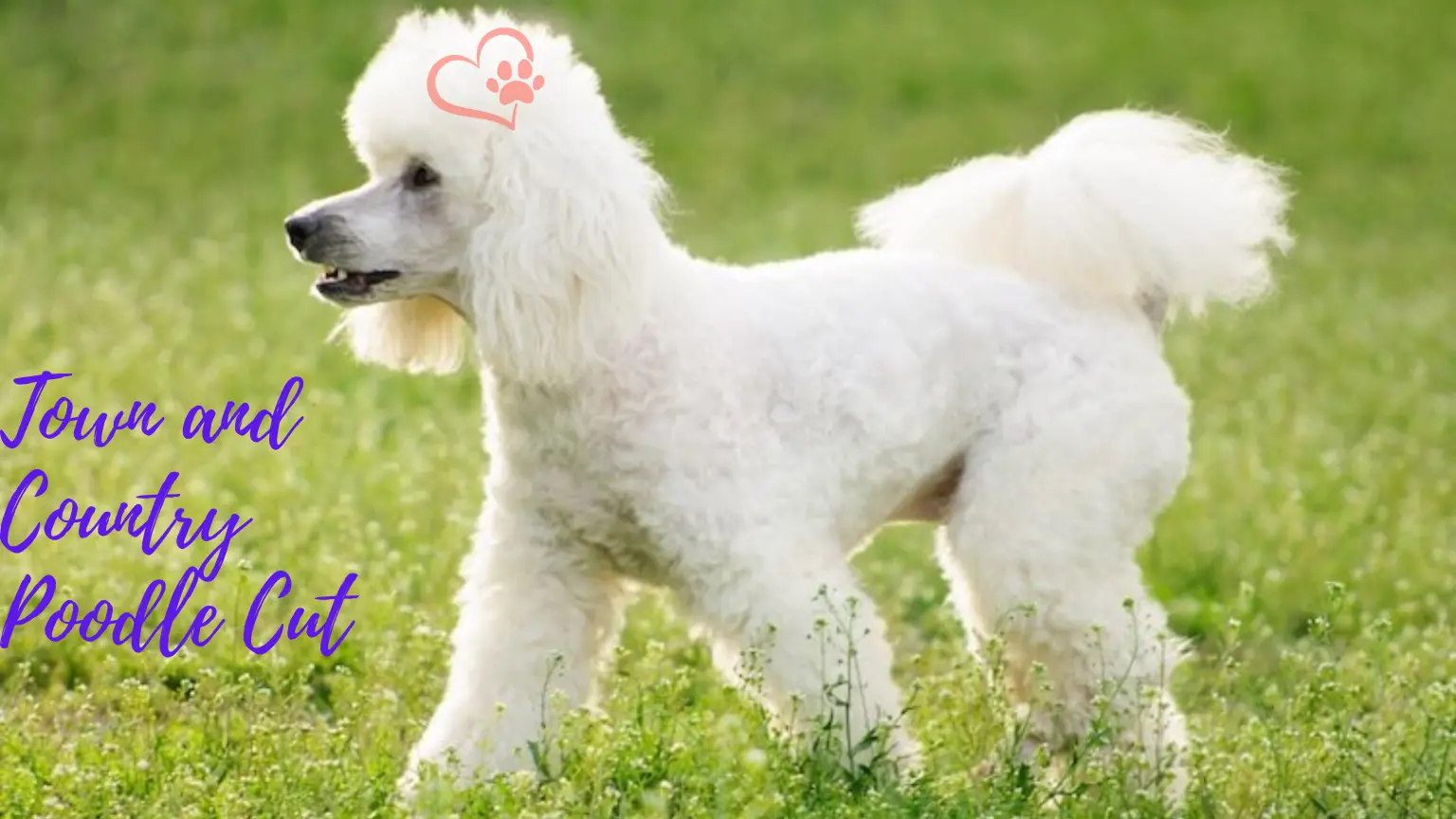 An Ultimate Guide to Town and Country Poodle Cut – How to Pick a Perfect Haircut for your Pup