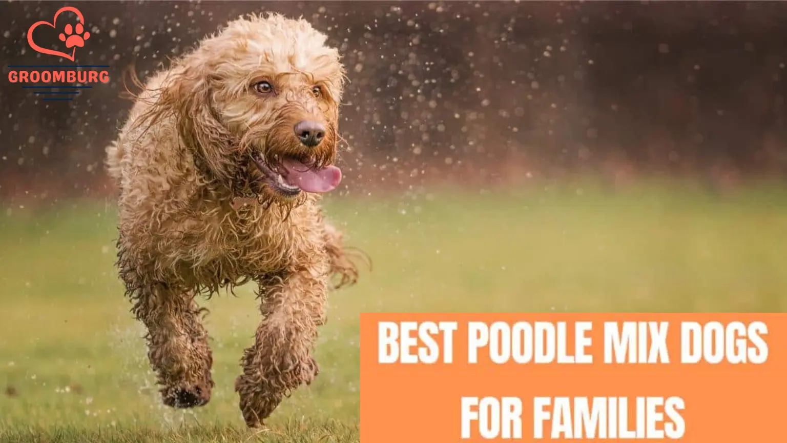 7 Different Types of Poodles Mixes – An Ultimate Guide to Choose the Right Option