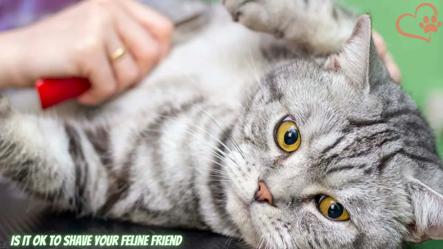 Does Shaving a Cat Ruin its Fur or Coat – Groom your Feline Friend without Shaving