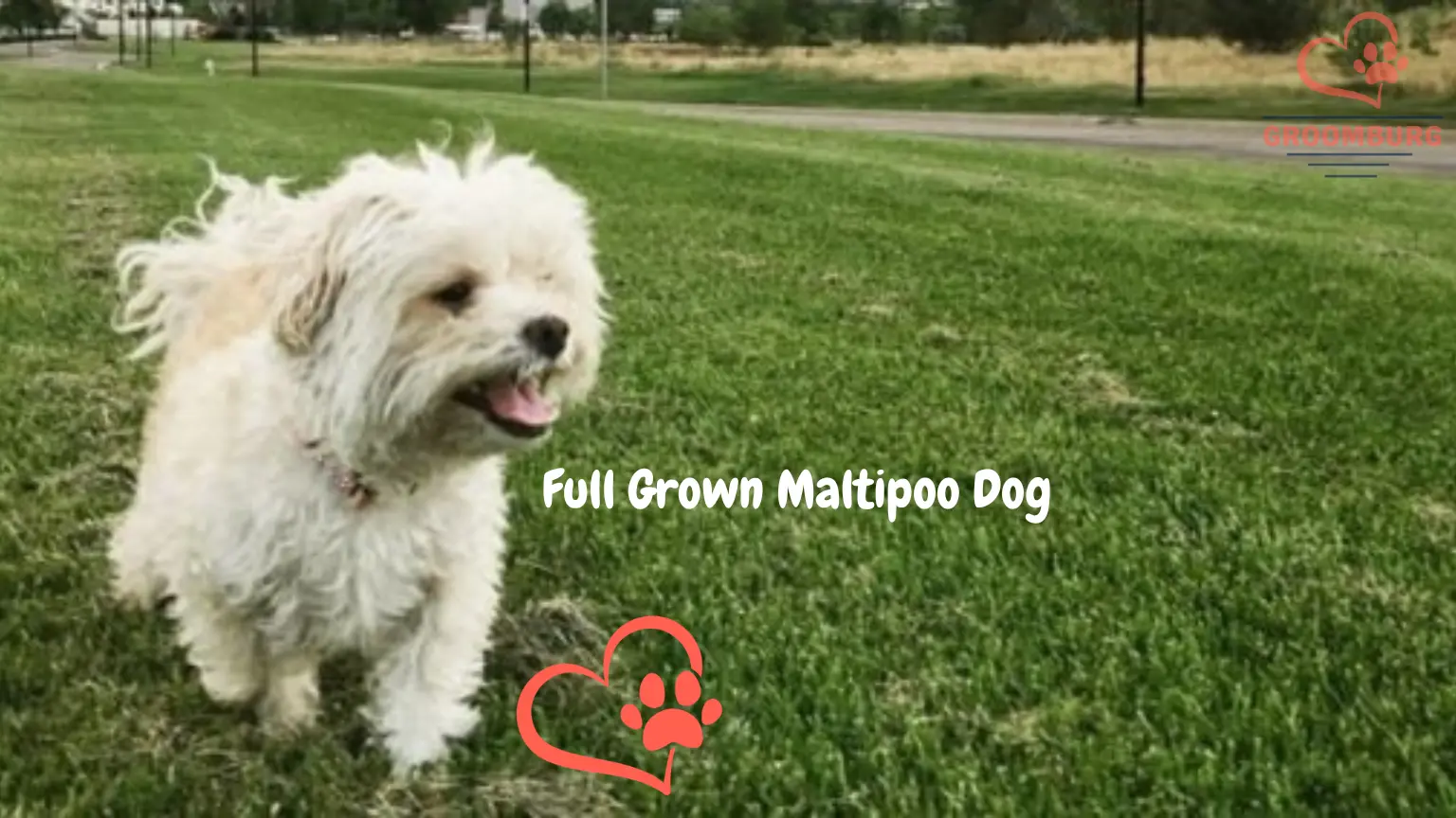 When do Maltipoos Stop Growing – Average Size Dog Owner Guide