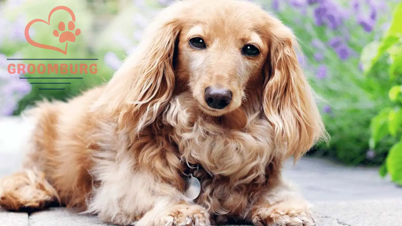 Discover the Captivating Charm of Long-Haired Cream Daschund